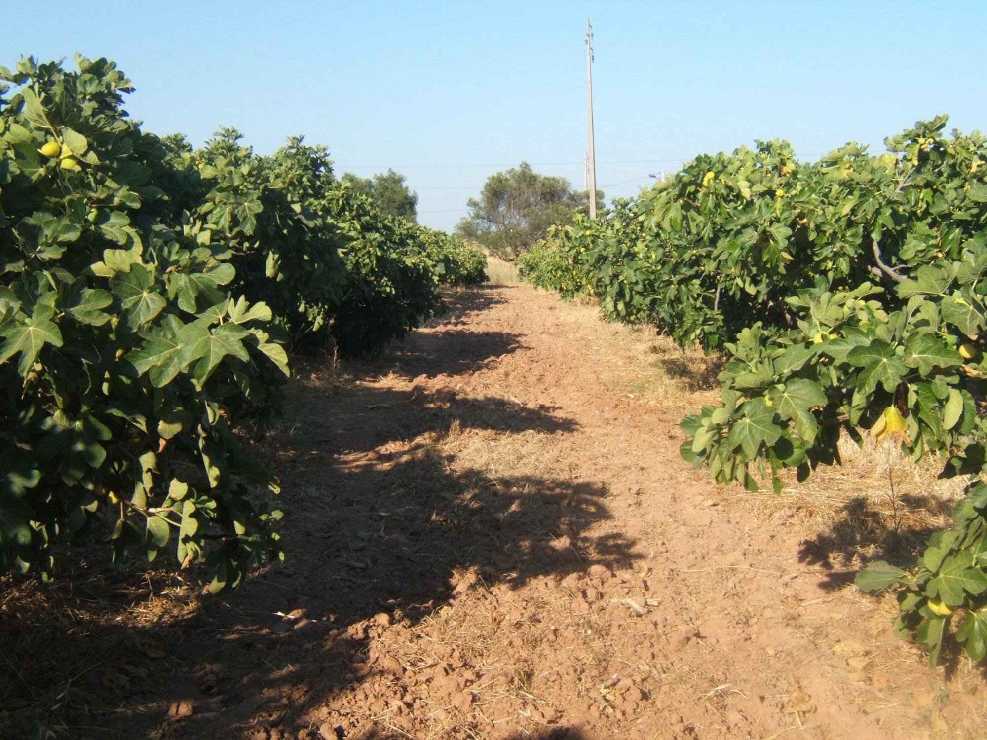 Quinta Da Fornalha - Santuario Agroecologico Villa Castro Marim Bagian luar foto